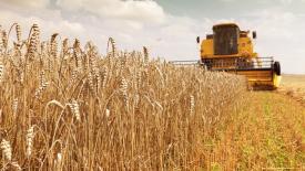 «СовЭкон» прогнозирует антирекордный урожай зерна в России